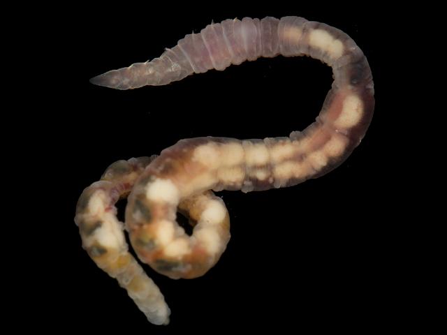 Ampharete grubei Ampharetid worm Marine Annelida Polychaete Images