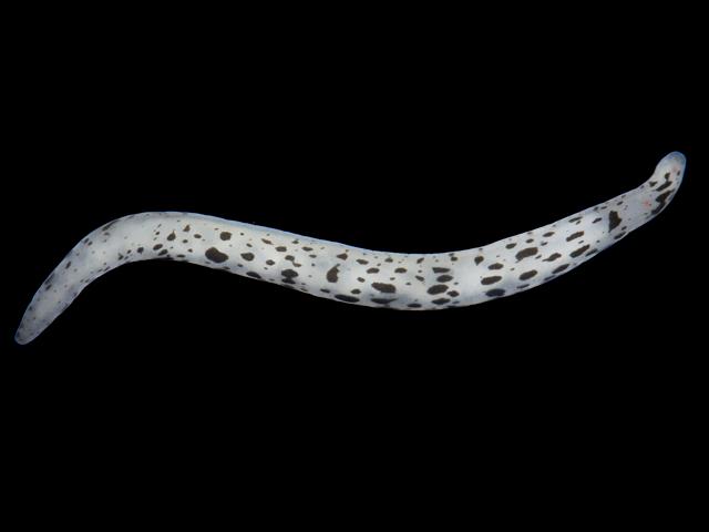 Oerstedia dorsalis Nemertean Ribbon worm pink spotted Marine Images
