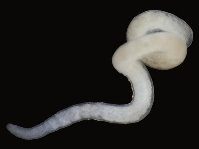 Unidentified white oligochaete species from Saltash Cornwall Sludge worm Images