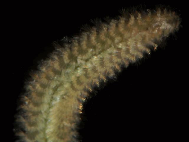 Paleanotus chrysolepis chrysopetalidae worm Images