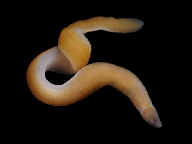 Paradrepanophorus crassus paradrepanophoridae paradrepanophorid nemertean Ribbon worm Images