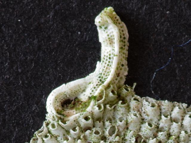 Pseudovermilia fuscostriata Harry ten Hove serpulidae marine worm images