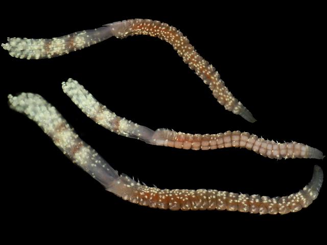 Un-identified species of sabellid worm sabellidae possibly perkinsiana or parasabella images