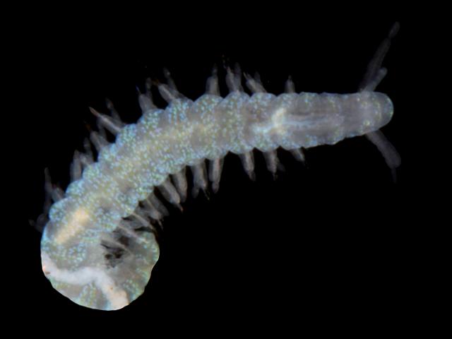Schistomeringos neglecta dorvilleid worm Dorvilleidae marine worm images