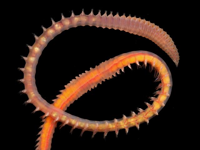 Scoloplos armiger orbiniidae orbiniid worm images