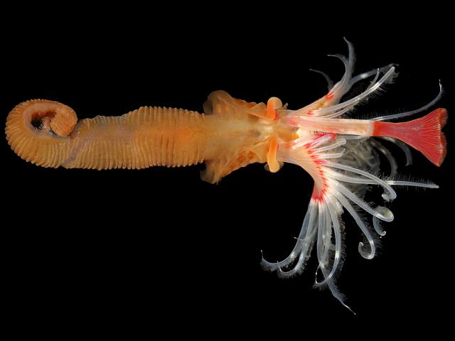 Serpula vermicularis Red Tubeworm or Red Tubicolous Worm marine worm images
