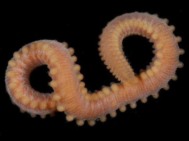 Sphaerodorum sp gracilis sphaerodoridae sphaerodorid worm images