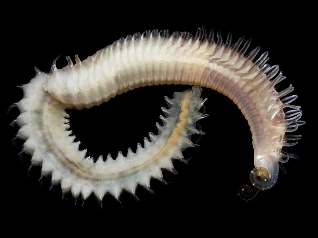 Spio species possibly Spio cf symphyta spionidae spionid worm images