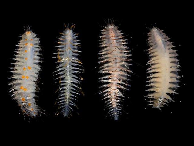 Subadyte pellucida Polynoid Scale marine worm images
