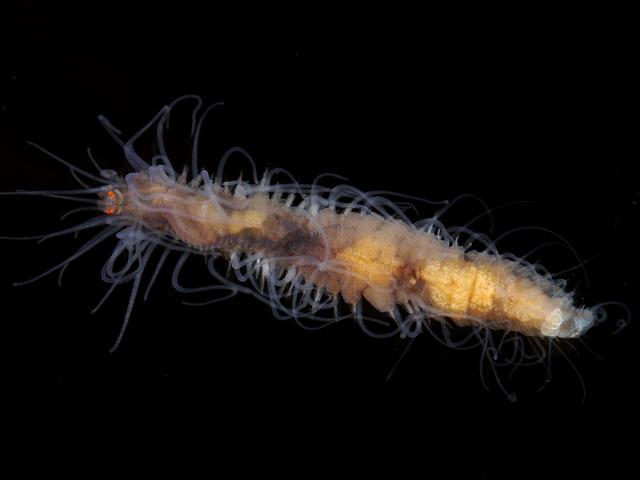 Syllidae Syllid Polychaete marine worm images