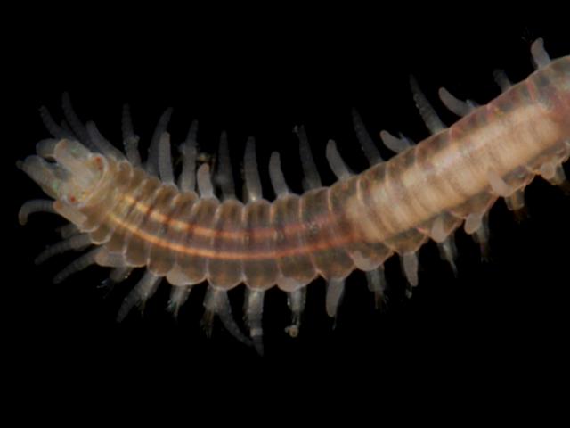 Syllis armillaris Syllid Syllidae marine worm images