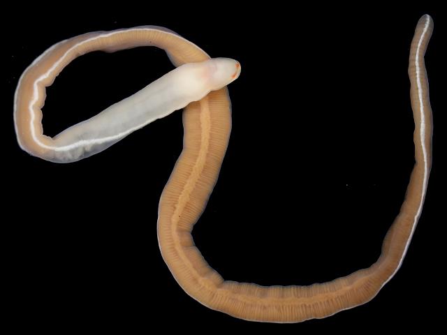 Tenuilineus albocinctus lineidae lineid nemertean or ribbon worm images