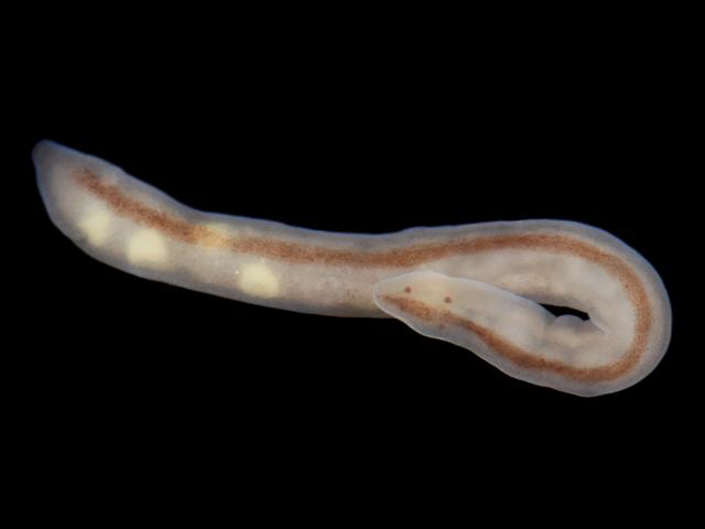Tetrastemma herouardi Nemertean Ribbon worm Images