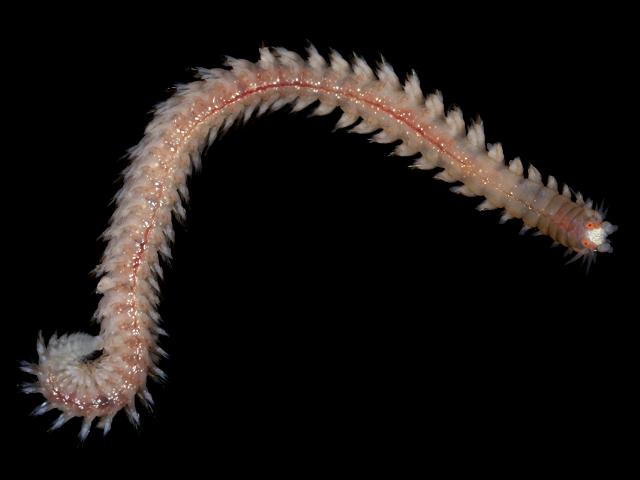 Websterinereis glauca ? gymnonereidinae nereididae nereidid worm images