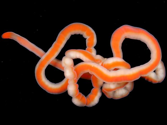 Cephalothrix sp Sennen Cove 01.09.23 cephalothricid ribbon worm nemertean ribbon worm images