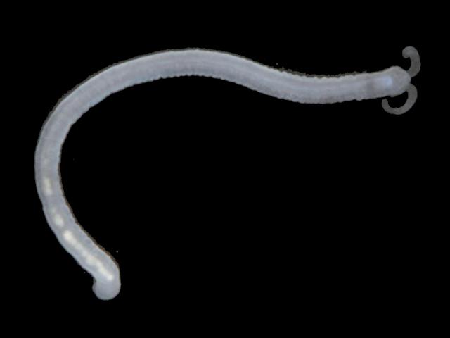 Protodrilidae a protodrilid worm interstitial species images