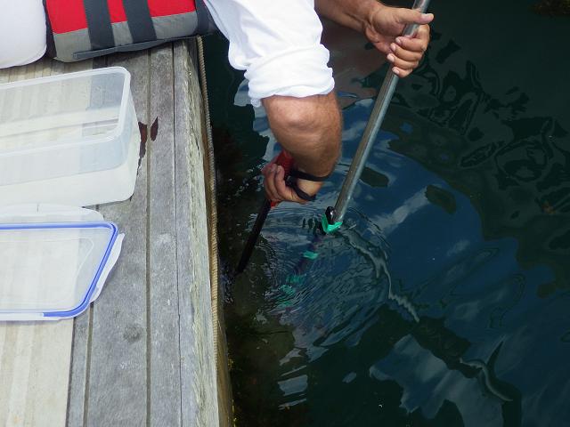>Scrape sampling biofouling from artificial concrete structures like marinas, piers and slipways Sampling method images