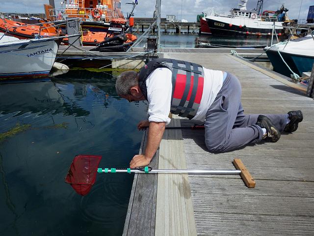 >Weed washing for sea slugs heterobranchs at marinas Sampling method images