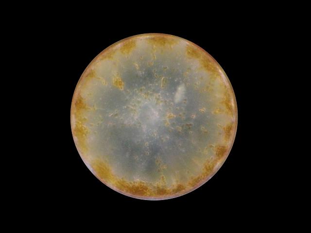 Coscinodiscus wailesii centric diatom Microalgae images