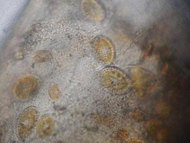 Cocconeis scutellum species Diatom Microalgae images