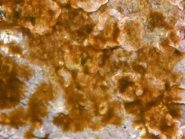 An assemblage of diatoms on the red encrusting alga Lithothamnion Microalgae images