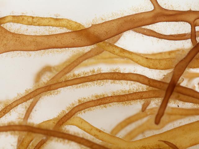 An assemblage of diatoms on the red alga Dumontia contorta Microalgae images