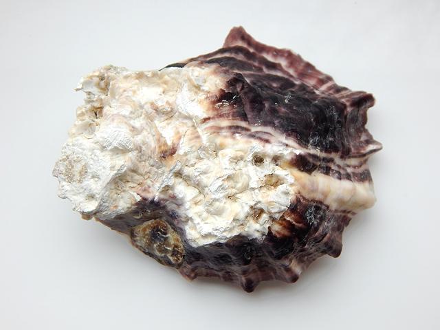 Ostrea lurida Olympia oyster Marine Bivalve Images