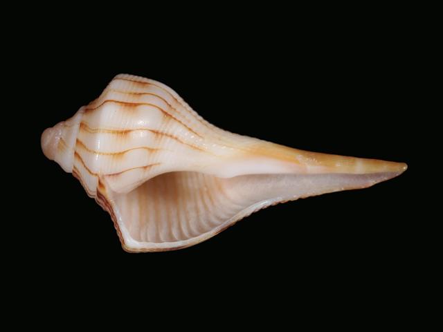 Busycon contrarium Lightning or Left handed whelk shell marine snail images