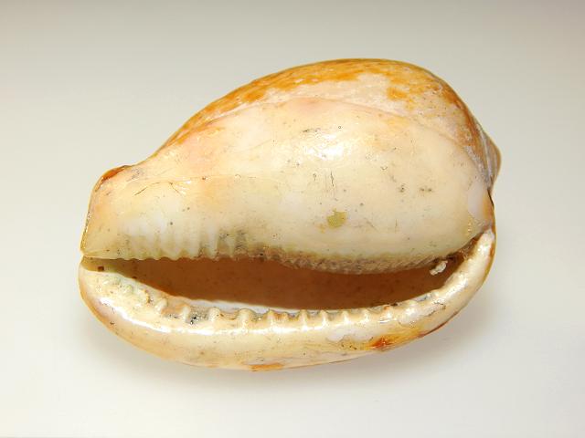 Cypraecassis testiculus Reticulated cowry helmet shell marine snail images