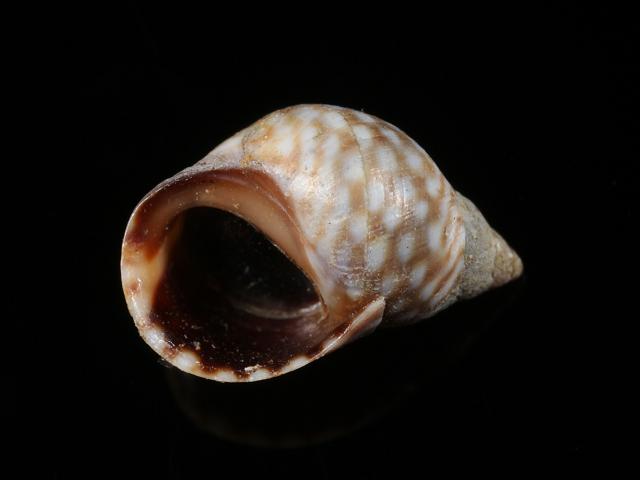 Echinolittorina punctata Periwinkle marine snail images