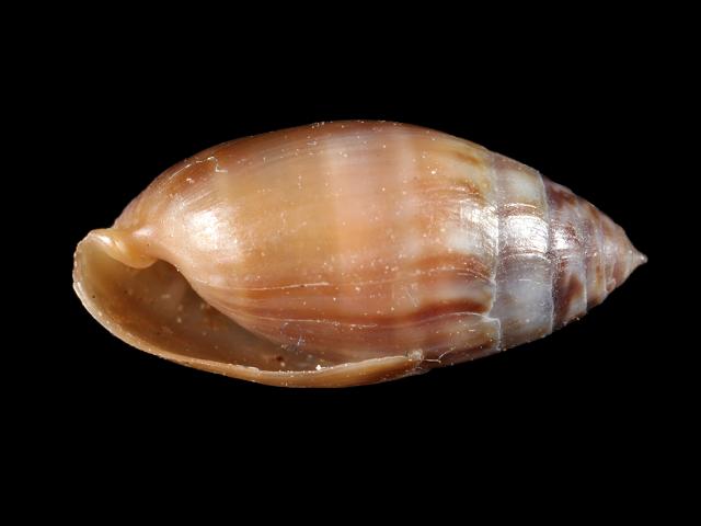 Melampus bullaoides Bubble melampus shell Images