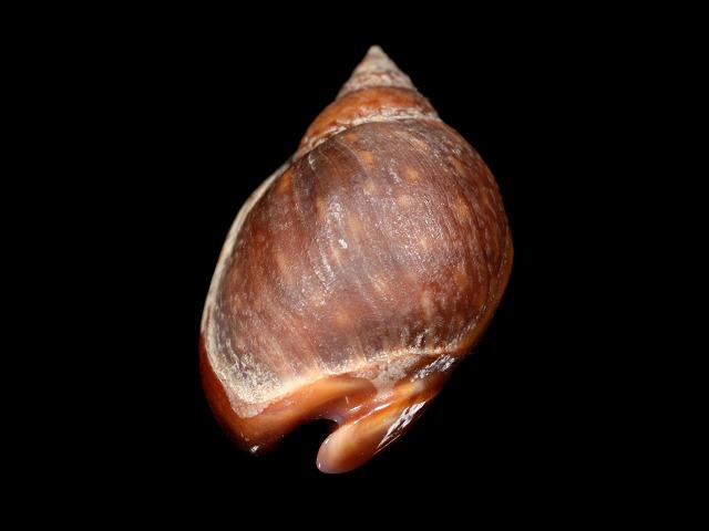Tritia gibbosula syn. Nassarius gibbosulus Swollen nassa marine snail images