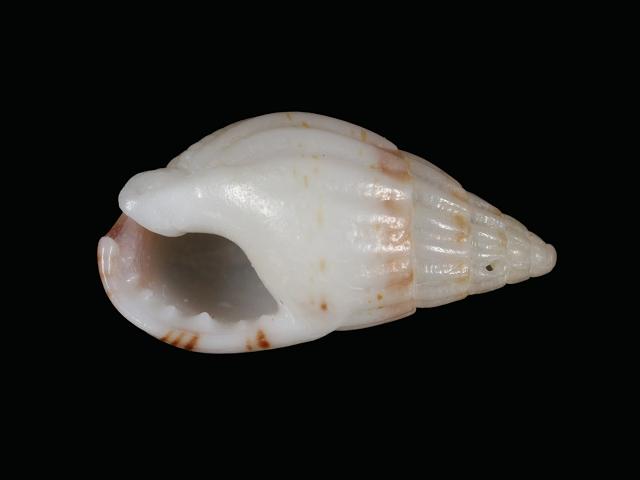 Tritia louisi syn. Nassarius louisi A Nassa mud snail or dog whelk marine snail images