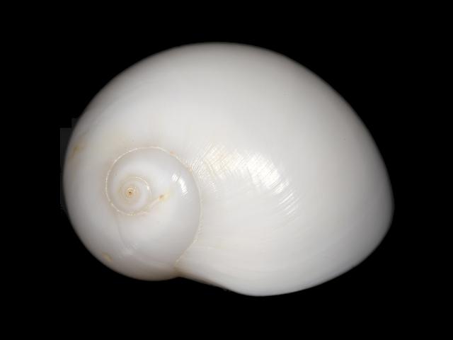 Polinices lacteus Milk or White moon snail Marine Images