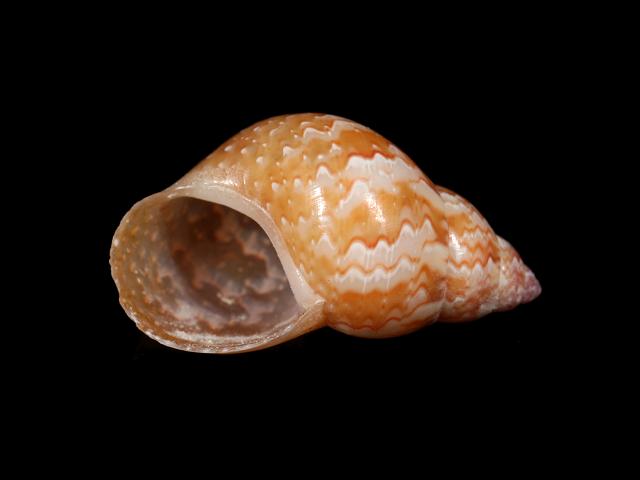Tricolia speciosa Mediterranean pheasant shell marine snail images