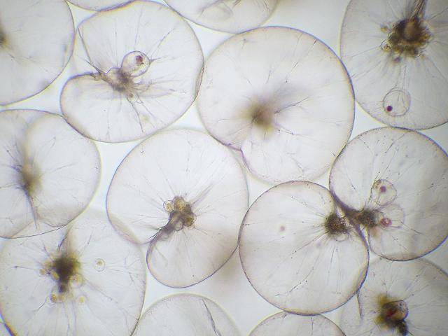 Noctiluca scintillans Sea sparkle images