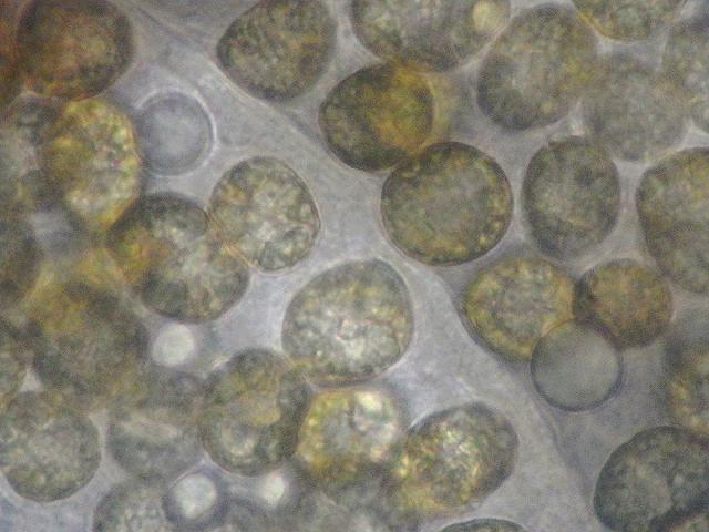 Microalgal symbiont symbiotic dinoflagellate of Velella velella By the wind sailor microalgae images