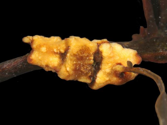 Halenchus dumnonicus nematode causing seaweed galls Fucus vesiculosus serratus Nematode images