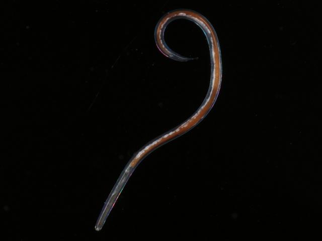 Marine nematode sediment sample marine fouling Newlyn Marina Cornwall Images