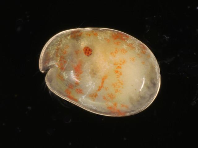 Parasterope Kornicker 1975 not Euphilomedes interpuncta Seed Mussel shrimp Ostracod ostracoda Images