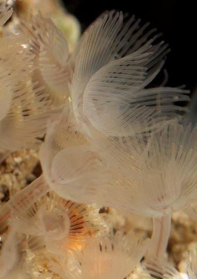 Horseshoe worm phoronida phoronid Phoronis Images UK