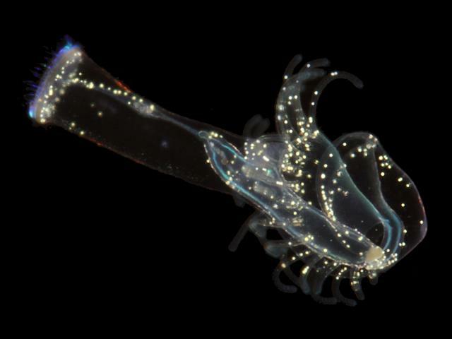 Phoronis muelleri Actinotrocha branchiata larva Horseshoe worm Phoronida images