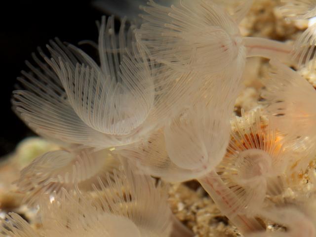 Phoronis species Horseshoe worm Phoronida images