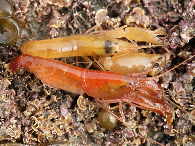 Alpheus macrocheles Snapping Prawn Decapoda Images