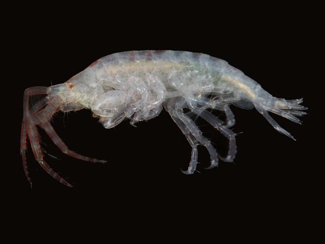Sand or Beach Hoppers Needing Identification Amphipod Images UK