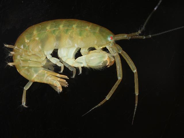 Ampithoe rubricata Sandhopper Amphipod Images