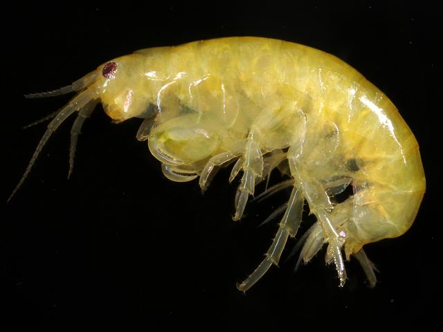 Apohyale prevostii hyalidae hyalid amphipod images