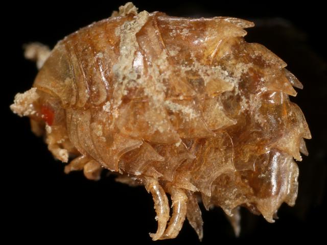Iphimedia eblanae Sandhopper Amphipod Images