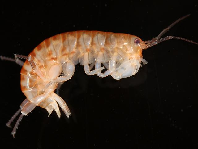 Orchestia gammarellus Sandhopper Amphipod Images