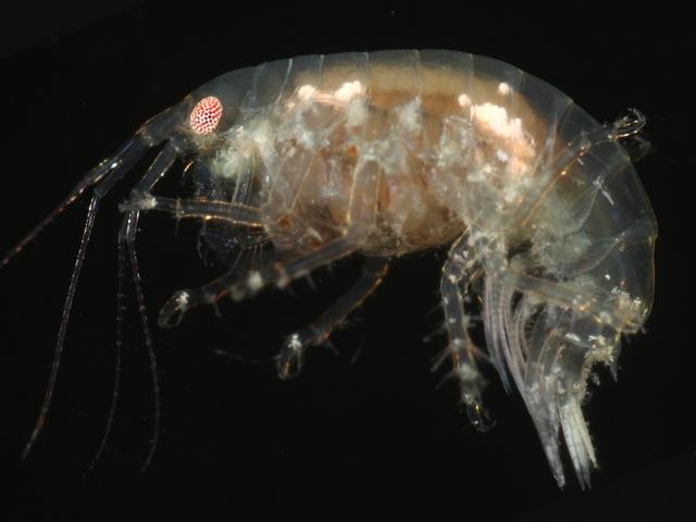 Tritaeta gibbosa Dexaminid amphipod Images